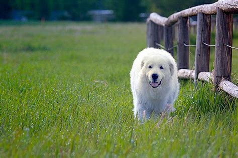 养一只大白熊犬是怎样一种体验？ - 知乎