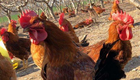 鸡能活多少年的寿命 —【发财农业网】