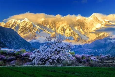 西藏林芝：秋冬转换 雅鲁藏布大峡谷雪山巍峨树木金黄-荔枝网图片