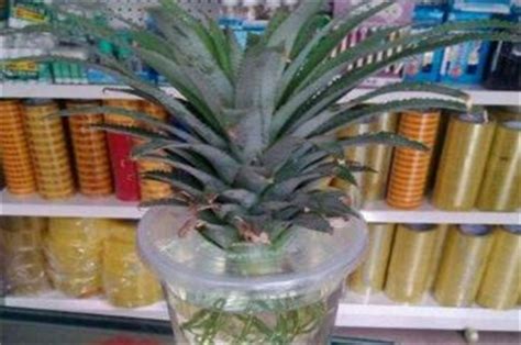 水培菠萝的种植方法