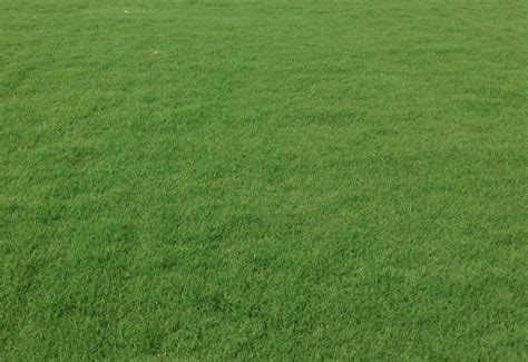 厂家直销天然护坡绿化果岭草 百慕草 绿化工程专用草坪 量大从优-阿里巴巴