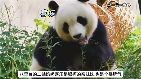 熊猫TV倒闭！主播百态的人生，像极了最后的狂欢