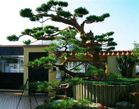 6种庭院开花植物推荐，让你的庭院繁花似锦 - 成都青望园林景观设计公司