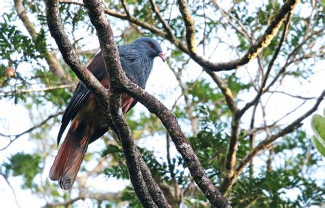 New Caledonian Imperial-Pigeon - eBird