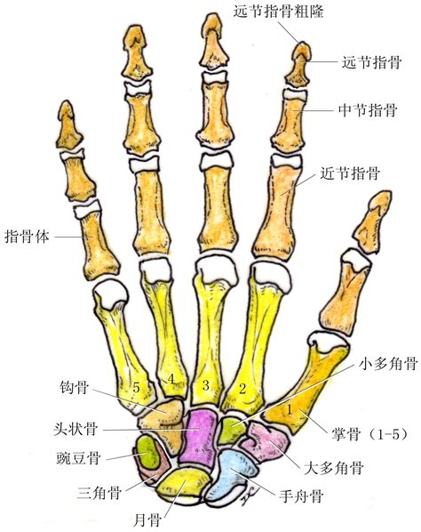 腕骨解剖图图片