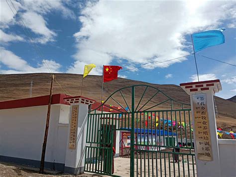 青稞生产 - 甘孜藏麒特色农产品开发有限责任公司