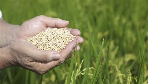 看这里！教你如何区分小麦、水稻、夏粮、秋粮、早中晚稻 - 社会百态 - 华声新闻 - 华声在线