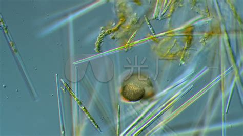 硅藻-微生物显微观察显微摄影微生物_3840X2160_高清视频素材下载(编号:9091707)_实拍视频_光厂(VJ师网) www ...