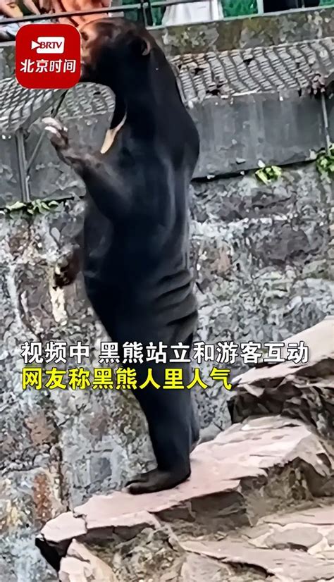 杭州动物园黑熊被质疑是人扮的，站笔直挥爪和游客互动，园方：肯定不是人扮的，夏天高温人套皮毛坚持不了_腾讯视频