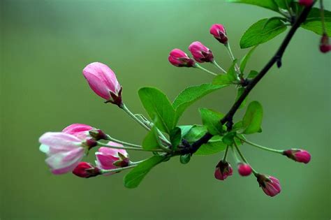 10首绝美的海棠诗词,带你领略海棠花之美