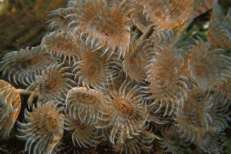 海葵与珊瑚适合一起养吗该注意些什么呢