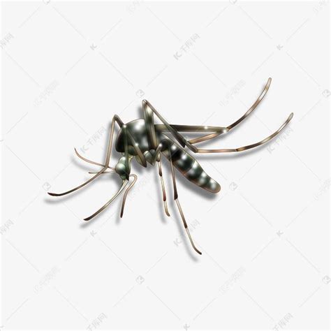 四害蚊子有害毒虫素材图片免费下载-千库网