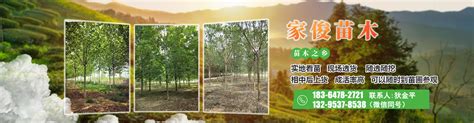 苗木展示-南县传承苗木种植专业合作社