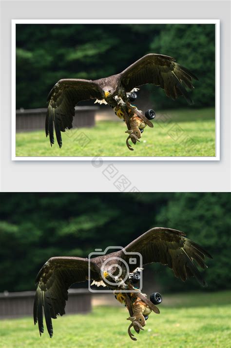 在捕食的雄鹰高清图片下载-正版图片600606114-摄图网