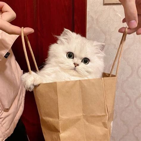 小猫小狗温柔头像女生