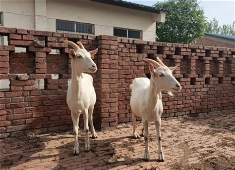 中国奶山羊产业发展引领全球 红星美羚全力打造民族羊乳品牌