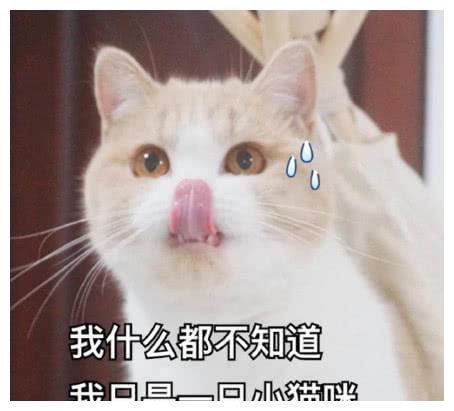 奶牛猫怎么取名 奶牛猫名字大全_知秀网