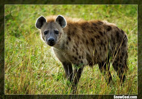 关于非洲斑鬣狗你可能不知道的事 - 雪炭网