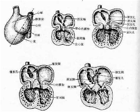 在心脏的各腔中.相通的是( )A．左心房和主动脉B．右心室和肺静脉C．左心室和上腔静脉D．右心房和下腔静脉 题目和参考答案——青夏教育精英家教网——