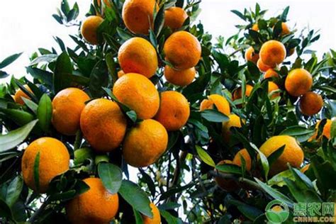 柑橘方案