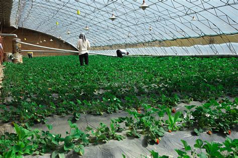 4大现代农业种植模式，13种栽培方式，你用的是哪种？-2020年第6期（总第7期）-江苏省土壤学会
