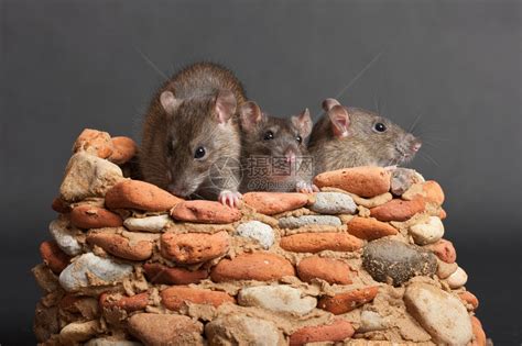 属鼠之人宜用什么名字,我是属老鼠的,起什么微信名字好？_2345实用查询