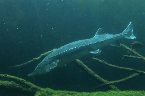 世界上最大的淡水鱼种类：鲟鱼体长可达7米多_巴拉排行榜