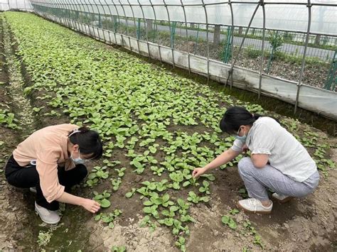 松江区农技中心全面推进土壤保育工作