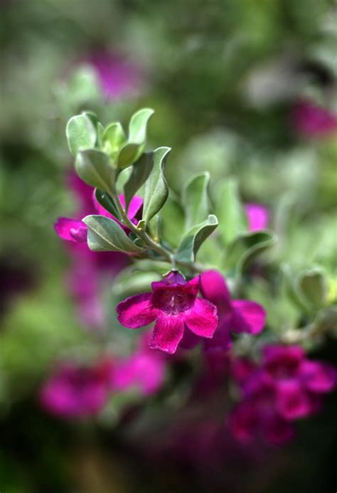 玉芙蓉图片
