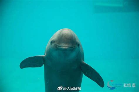 认识中华白海豚，保护“海洋大熊猫”|珠海长隆海洋王国|中华白海豚|国家一级保护动物_新浪新闻