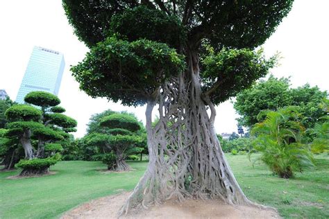 广西现奇葩大树 树干长成一张网- 园林资讯 - 园林网