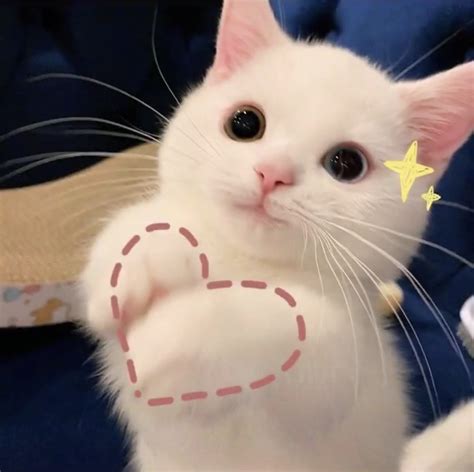 甜美女生头像猫咪