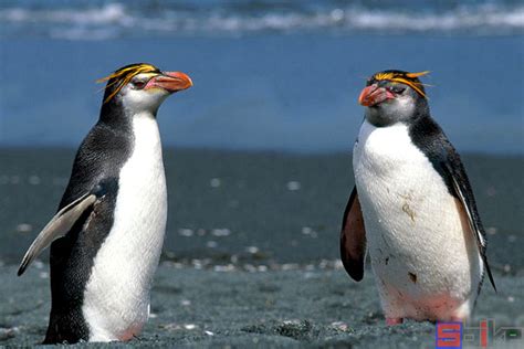 英国福克兰群岛的冠企鹅图片-英国福克兰群岛的冠企鹅素材-高清图片-摄影照片-寻图免费打包下载