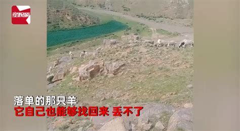 女大学生暑假回家放羊 结果把自己和羊放丢了——上海热线新闻频道