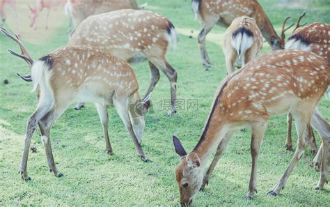 动物保护鹿头标本摄影图1024*1540图片素材免费下载-编号1245304-潮点视频