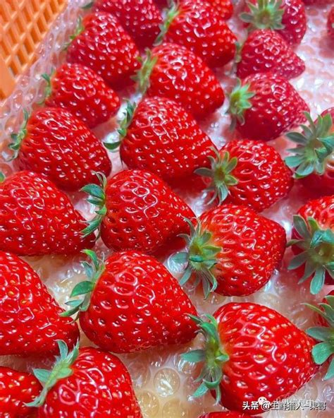 小草莓成就大品牌，成安草莓区域公用品牌推介会在石举办！