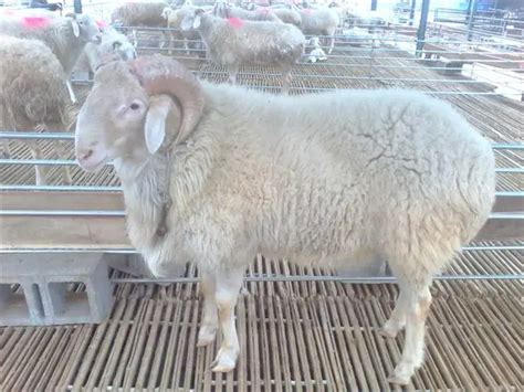 绵羊的品种分类