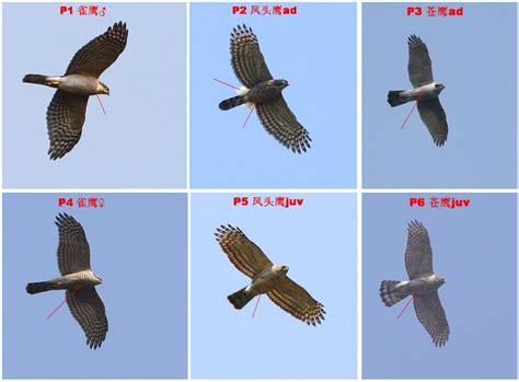 六指鹰属猛禽飞行版的辨识 - 常州野鸟会