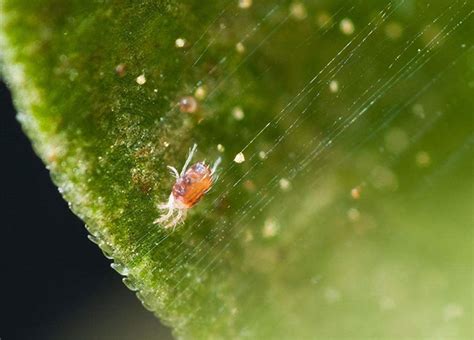 8月是玉米红蜘蛛的高发期，教你3点防治方法，虫害轻松消失 - 知乎