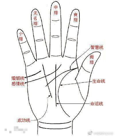 手相中三条线：感情线、智慧线和生命线。男人左手代表自己