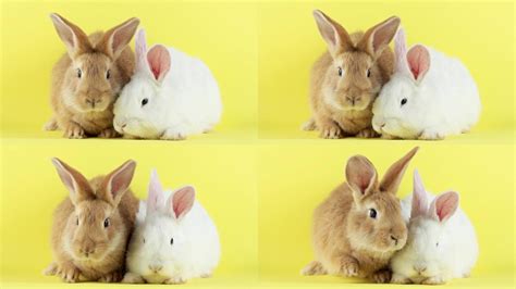 两只毛茸茸的兔子_1920X1080_高清视频素材下载(编号:6994751)_实拍视频_光厂(VJ师网) www.vjshi.com