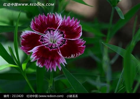 草地上盛开的紫色石竹花高清图片下载_红动中国