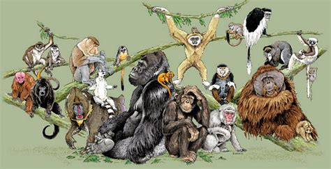科学网—科普：哺乳动物中的最大类群：啮齿动物 - 王德华的博文