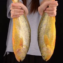 【鲜鱼】_鲜鱼品牌/图片/价格_鲜鱼批发_阿里巴巴