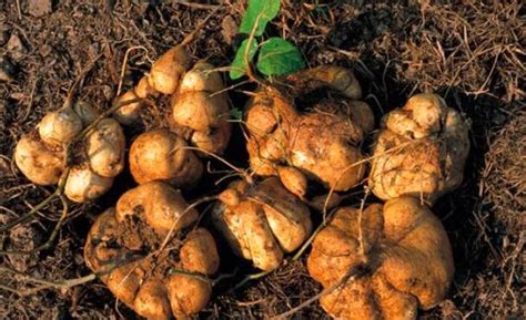 凉薯的种植方法，做好这几点，轻松收获自己种植的凉薯