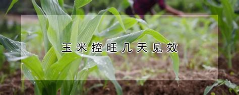玉米控旺几天见效 —【发财农业网】