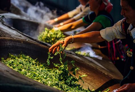 广西龙胜：茶叶产业助力群众增收致富-桂林生活网新闻中心