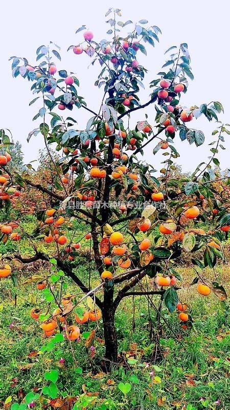 秋季柿子树摄影图高清摄影大图-千库网
