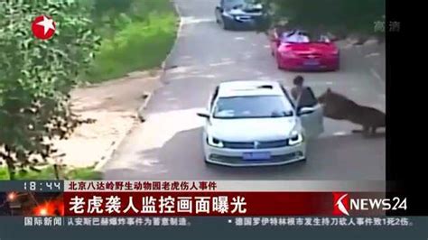 北京八达岭野生动物园老虎伤人事件：老虎袭人监控画面曝光