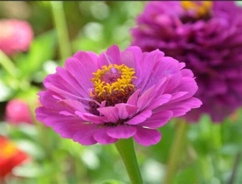 紫色百日菊花语-长景园林网